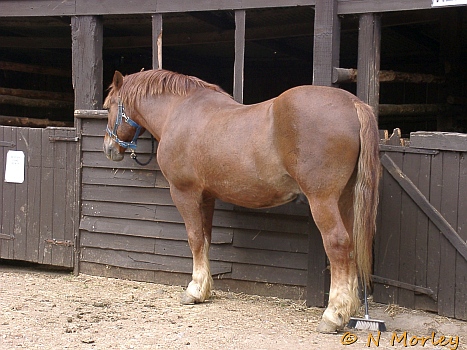2003 East Anglian Run
