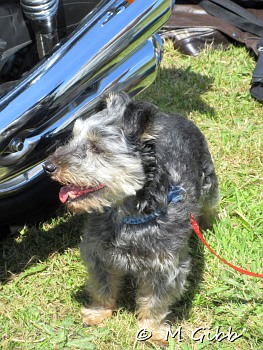 Sizewell Classics Show