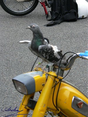 Mobylette plus pigeon