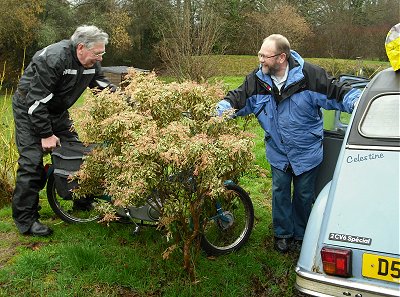 A Moto Guzzi Trotter disguised as a small bush