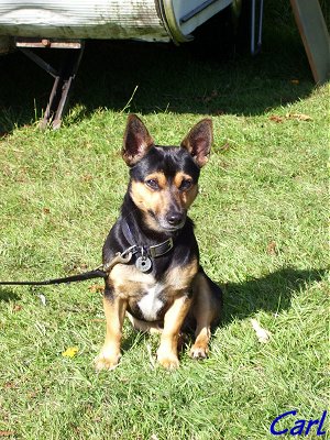 The camp guard dog