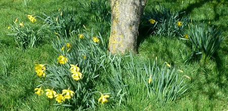 Duloe Daffodil Dash
