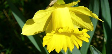 Duloe Daffodil Dash