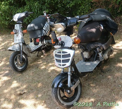 Peninsularis Run at the Maybush