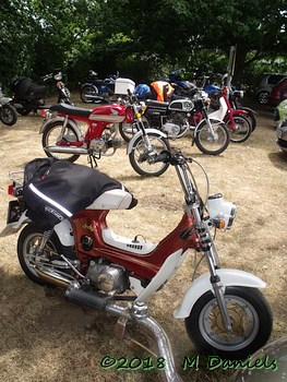 Peninsularis Run at the Maybush